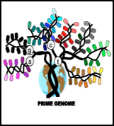 Prime Genome